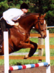 Napurs Charisma