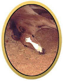 2001 Swordtail Filly